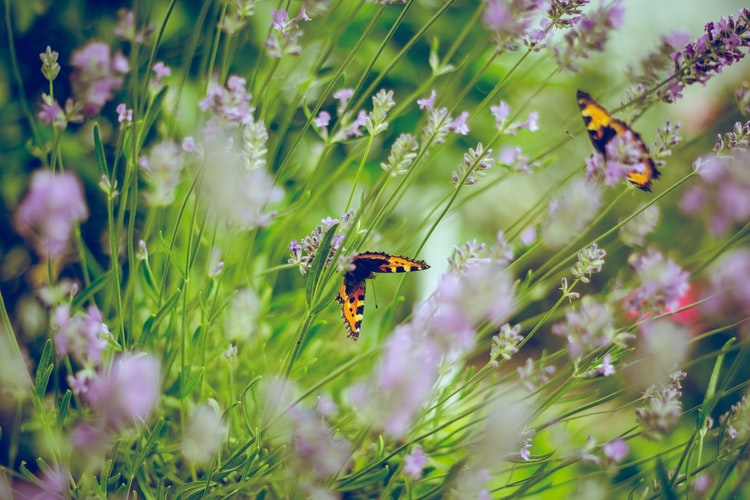 Faites de votre jardin un écrin de bonheur