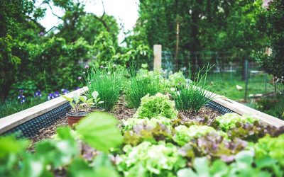 Les essentiels pour créer un jardin aromatique