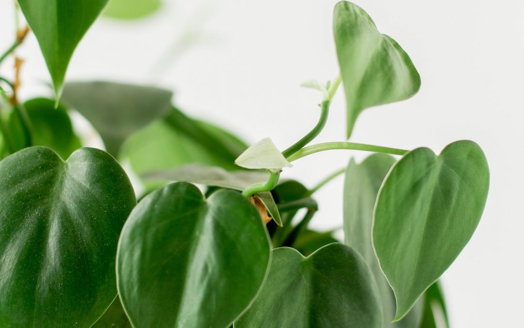 3 plantes d’intérieur pour ceux qui n’ont pas (trop) la main verte