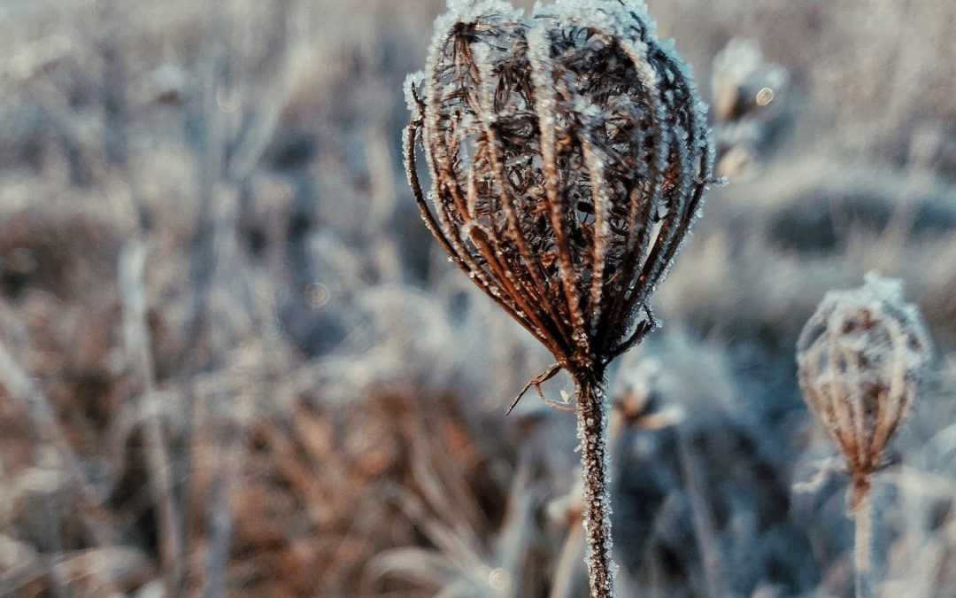 L’entretien hivernal du jardin