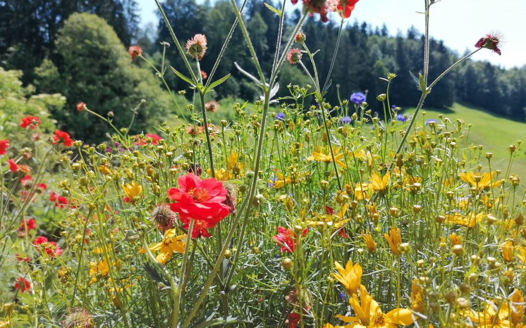 Pourquoi vous devriez aménager votre jardin au profit de la biodiversité ?
