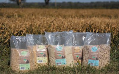 La culture du riz selon Provence Factoriz
