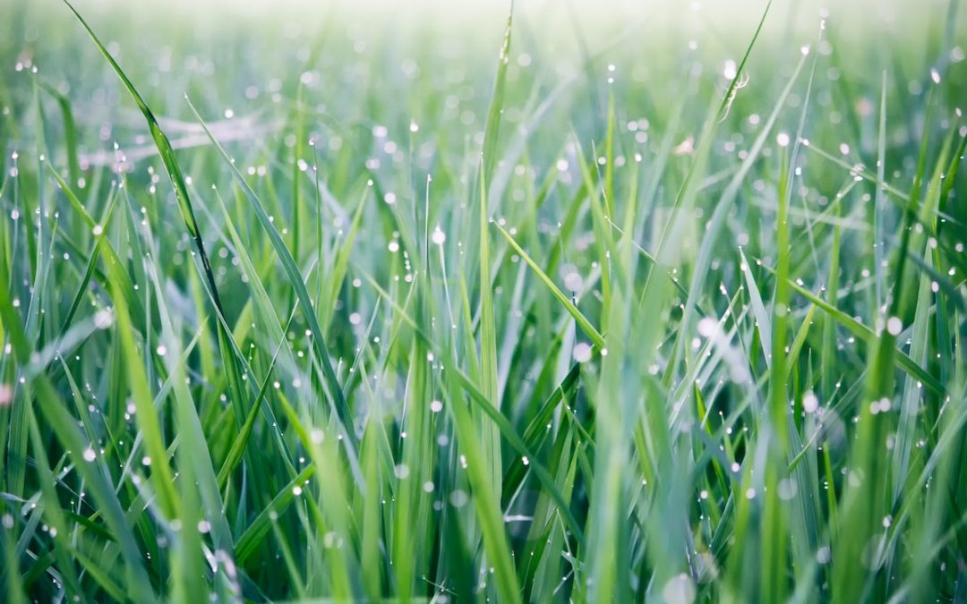 Les jardins de pluie