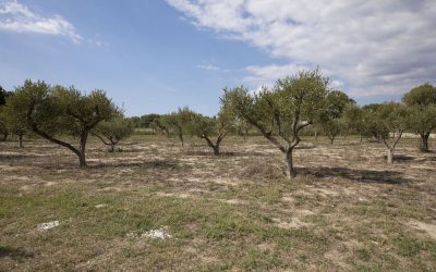 Vente olivier Vaucluse – Madi Jardinerie Puyvert