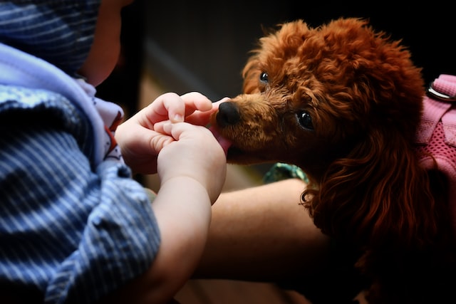 photo d'un chien qui lèche les mains d'un bébé