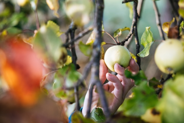 culture de pommes en agriculture raisonnée
