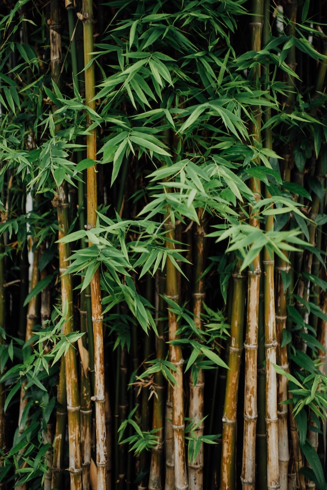Plantes brise vue - le bambou moso