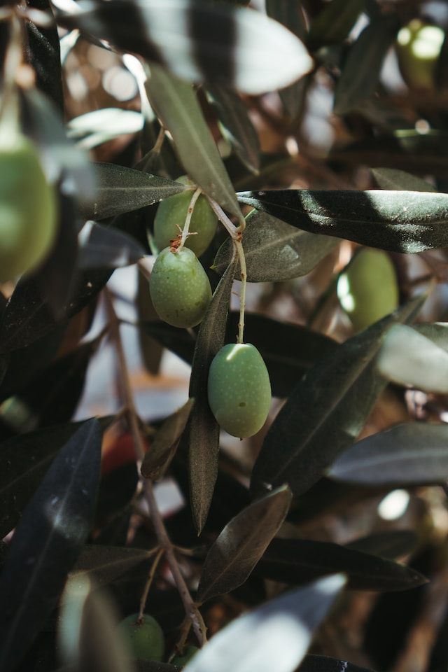 l'huile d'olive, élément essentiel de la composition du véritable savon de marseille 