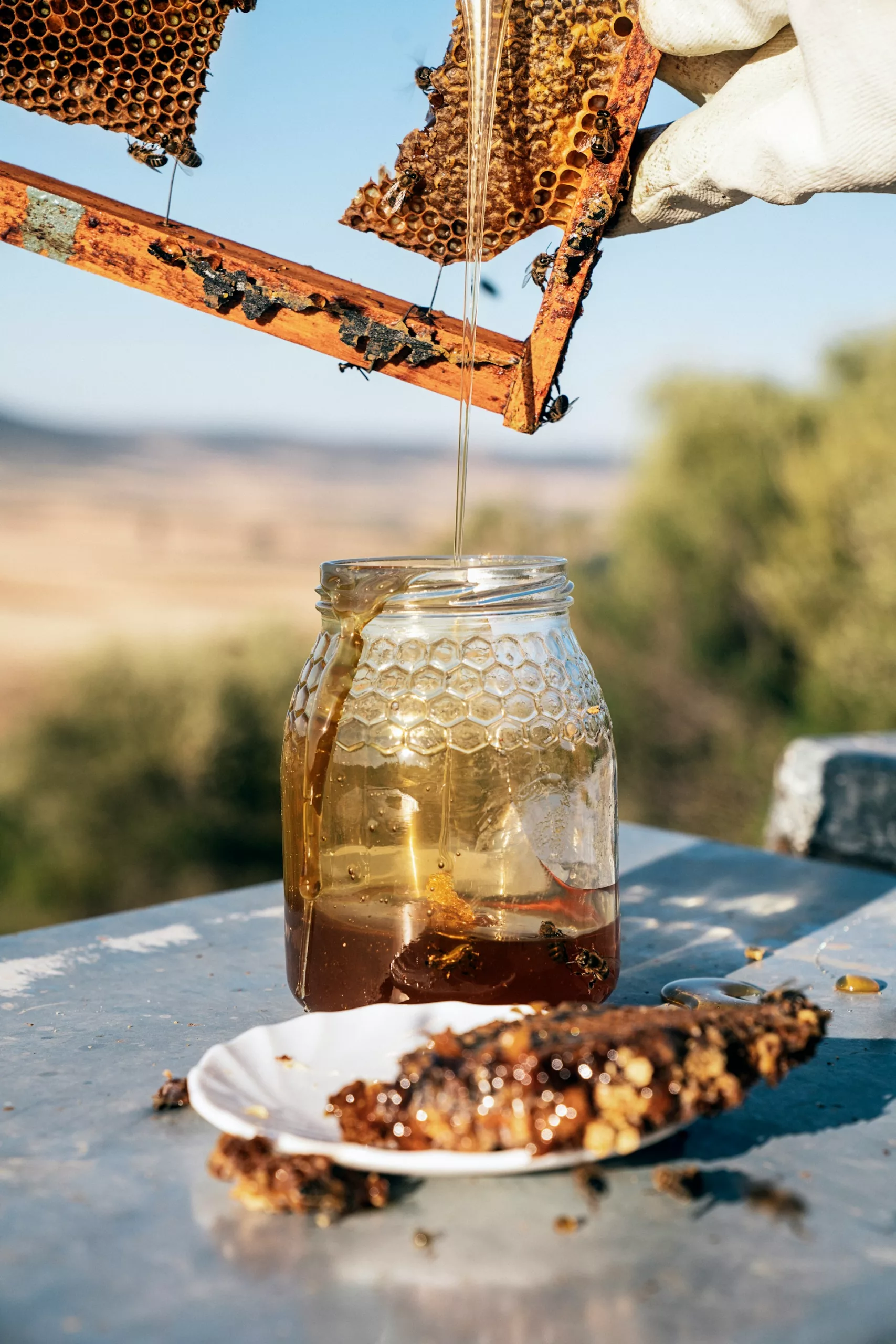 apiculteur récoltant du miel à partir des alvéoles d'abeilles