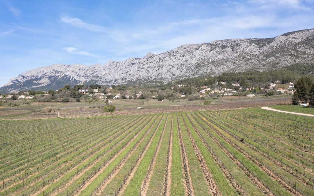 Les Vignerons du Mont Sainte-Victoire – Un siècle d’histoire, de progrès et de défis surmontés