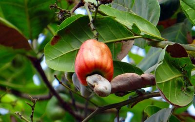 Joliok Négoce – Importateur de noix de cajou et caoutchouc