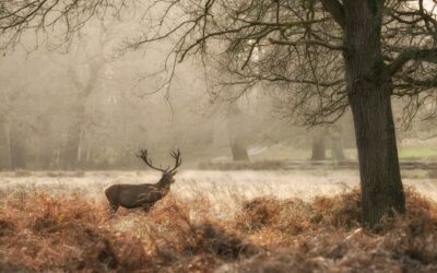 Interdire la chasse sur son terrain en créant des aires de quiétudes