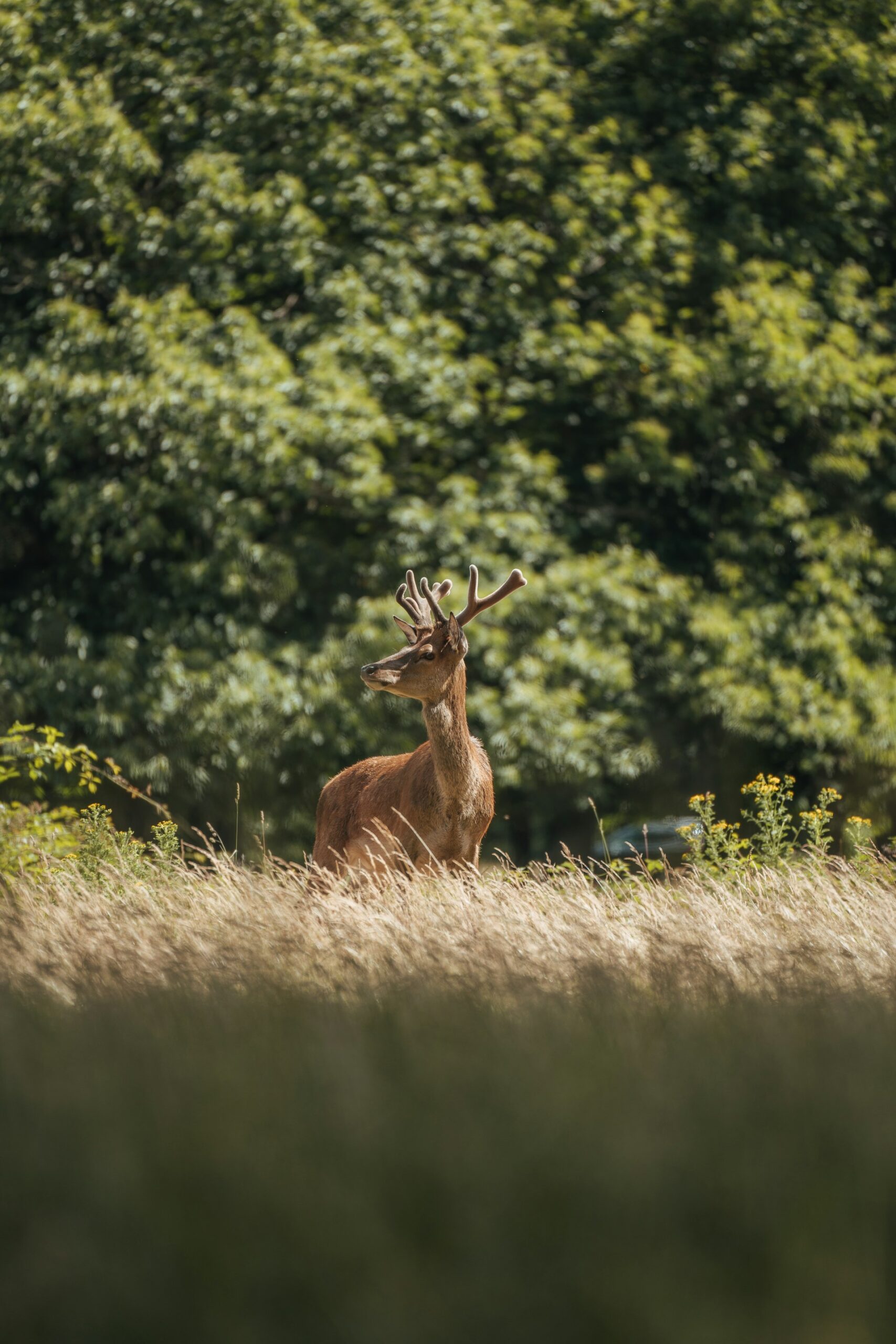 interdire la chasse sur son terrain