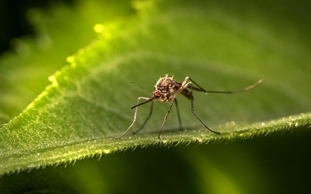 Éloigner les moustiques la nuit naturellement : 10 solutions éco-responsables