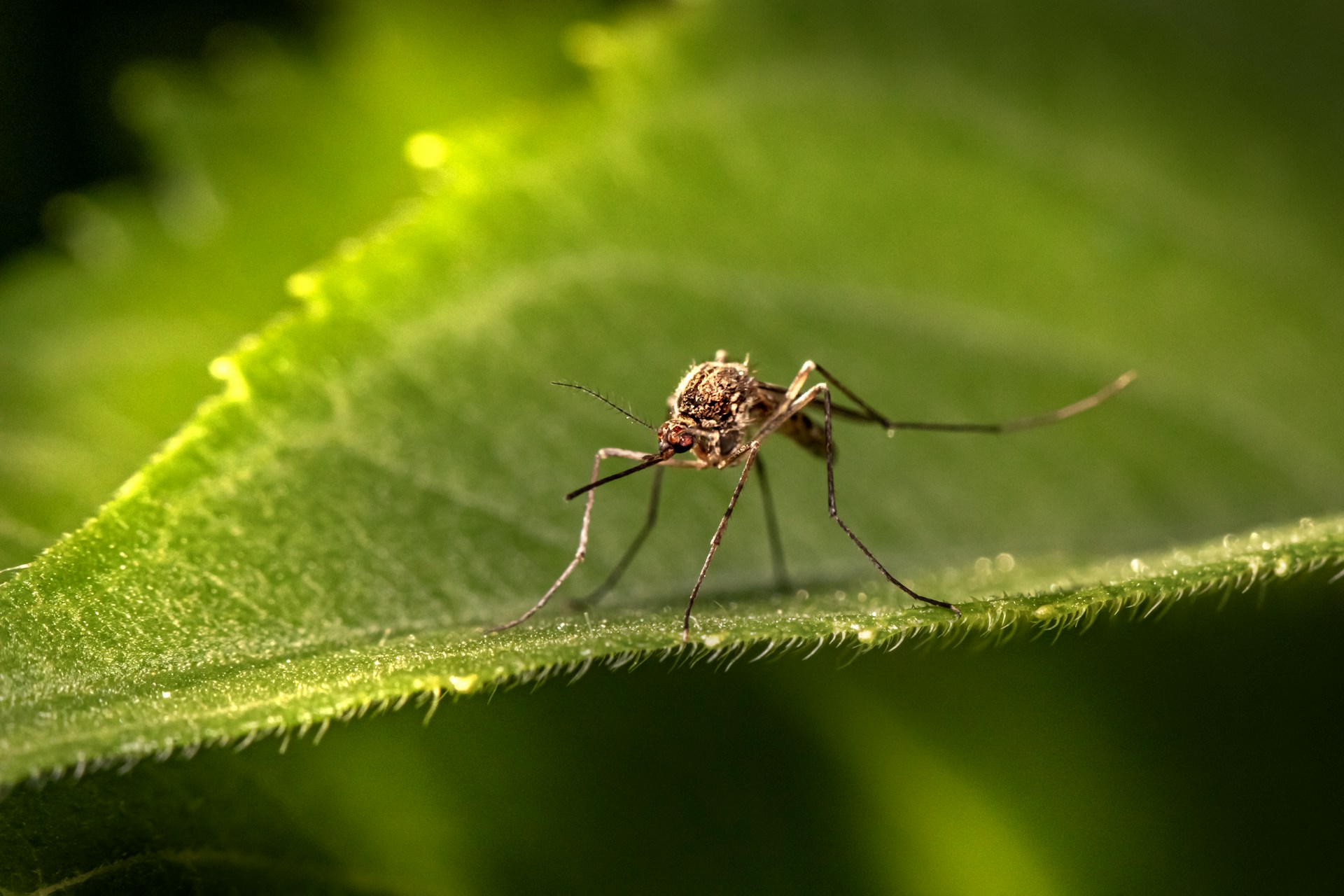 éloigner les moustiques la nuit naturellement