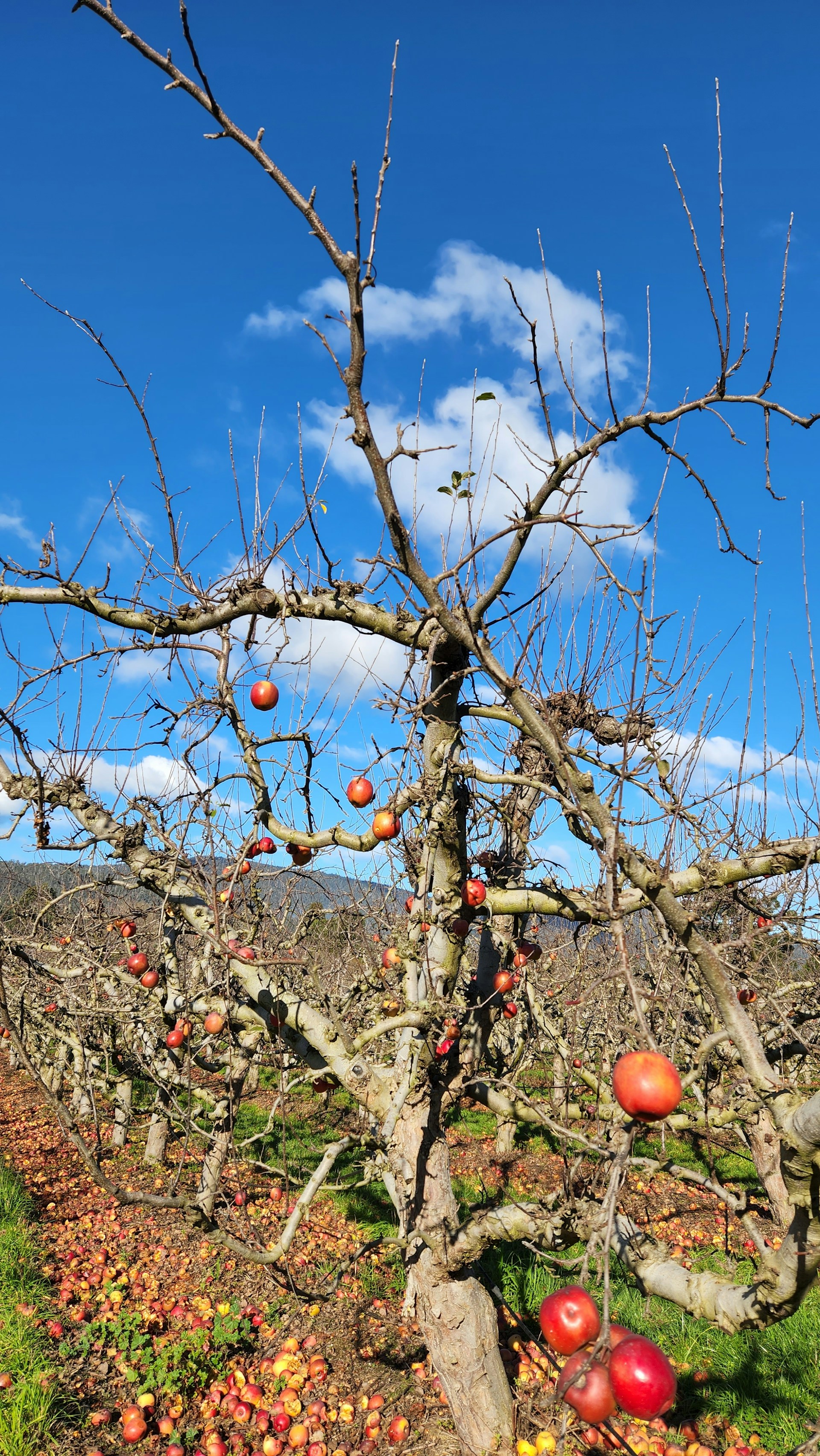 quand tailler les arbres fruitiers<br />