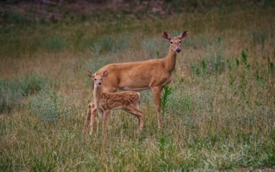 Pourquoi rejoindre une association contre la chasse ? L’Alliance des Opposants à la Chasse vous l’explique