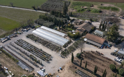 Pépinière de Haute Provence : fruitiers rares, oliviers et arbres d’ornement depuis 1889